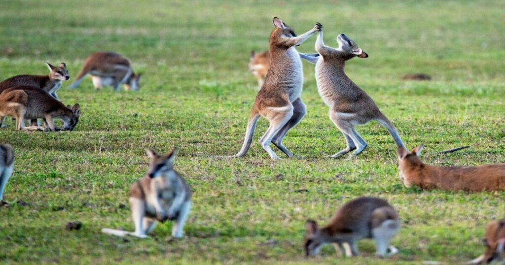 Wildlife Experiences In Australia