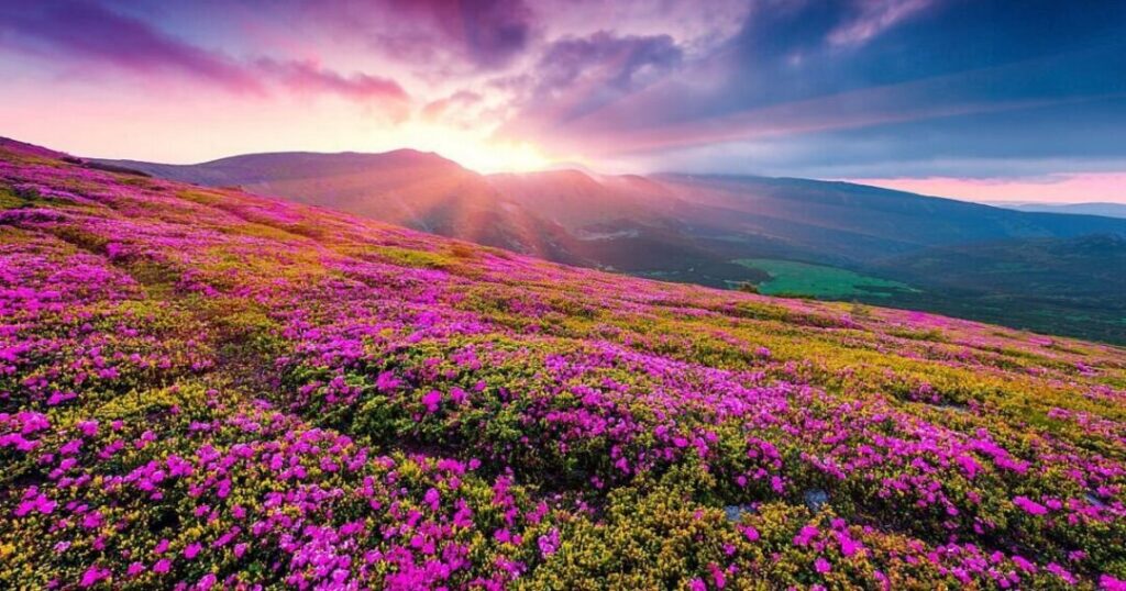  Valley of Flowers, Uttarakhand