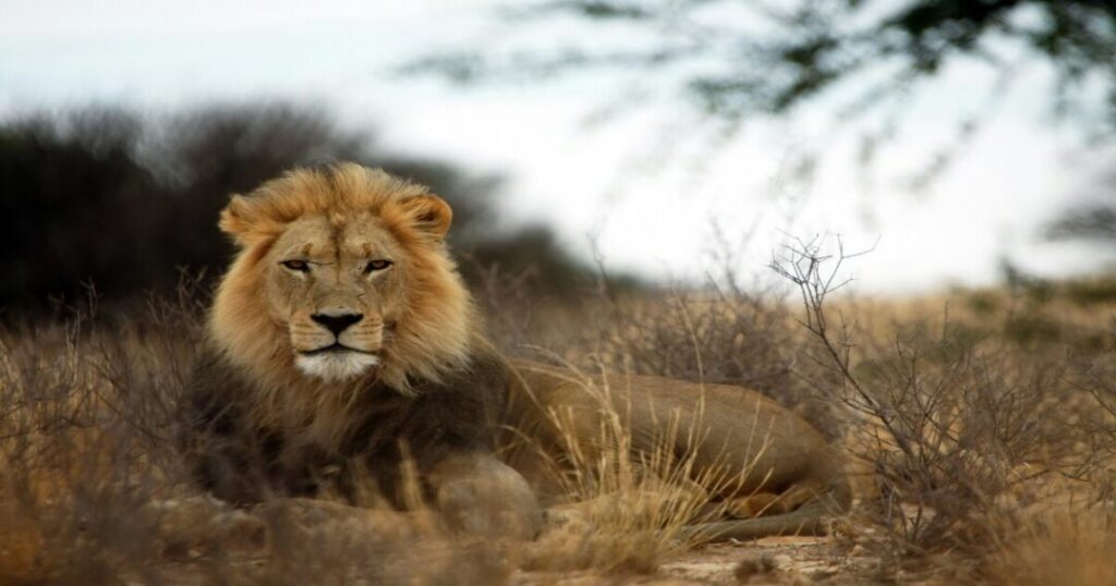 Asiatic Lion
