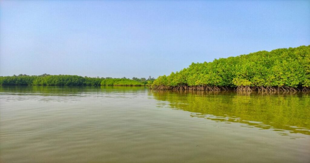 Backwaters & Mangroves