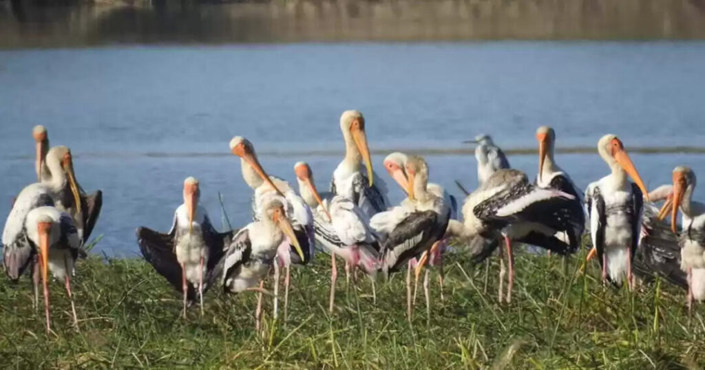 Bhoj Wetland, Madhya Pradesh