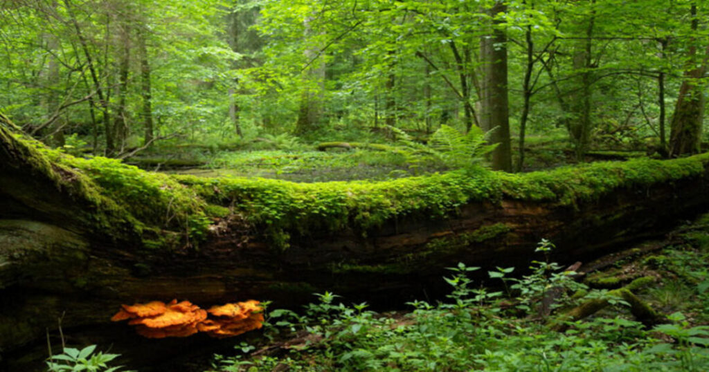 Białowieża Forest, Poland & Belarus