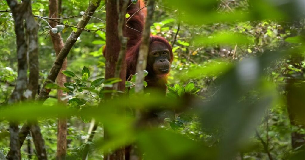  Borneo Rainforest (Malaysia, Indonesia & Brunei)