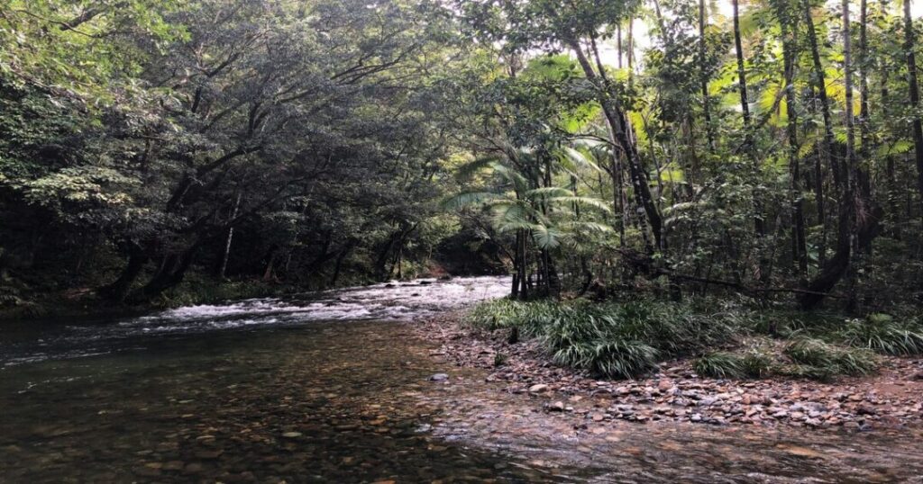 Daintree Rainforest, Australia