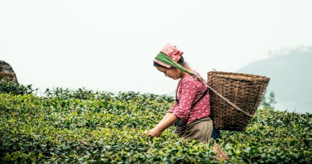 Darjeeling Tea 
