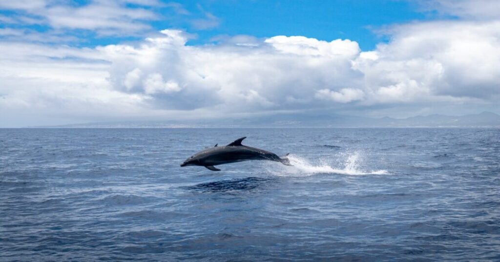 Dolphins at Lovina Beach and Explore North Bali