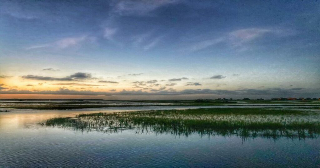 East Kolkata Wetlands