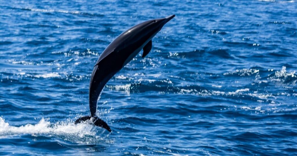 Ganges River Dolphin