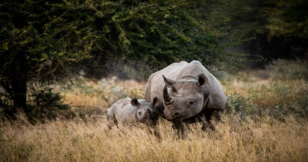 Greater One-Horned Rhinoceros