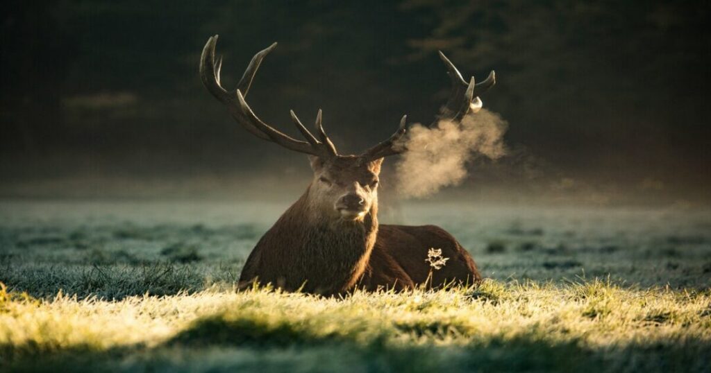 Hangul (Kashmir Stag)