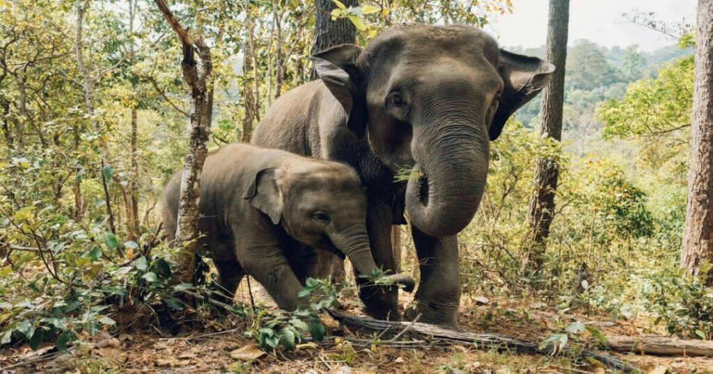 Indian Elephant