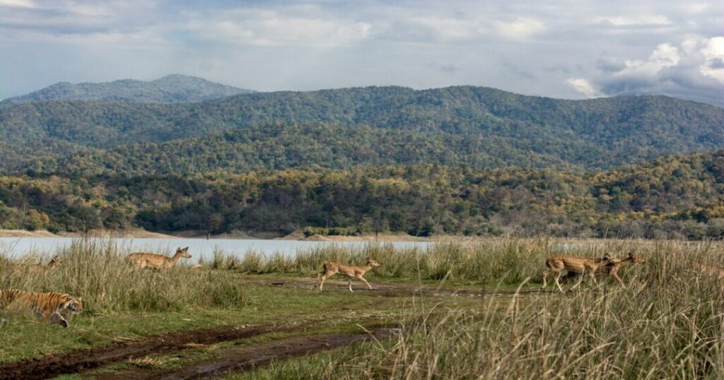Wildlife Safari in Jim Corbett National Park