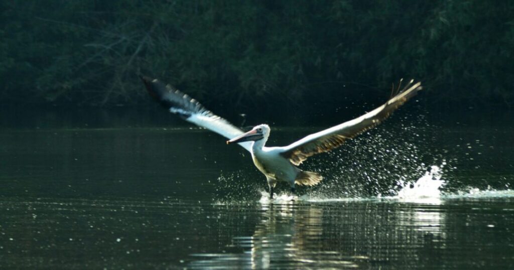 Kadalundi Bird Sanctuary