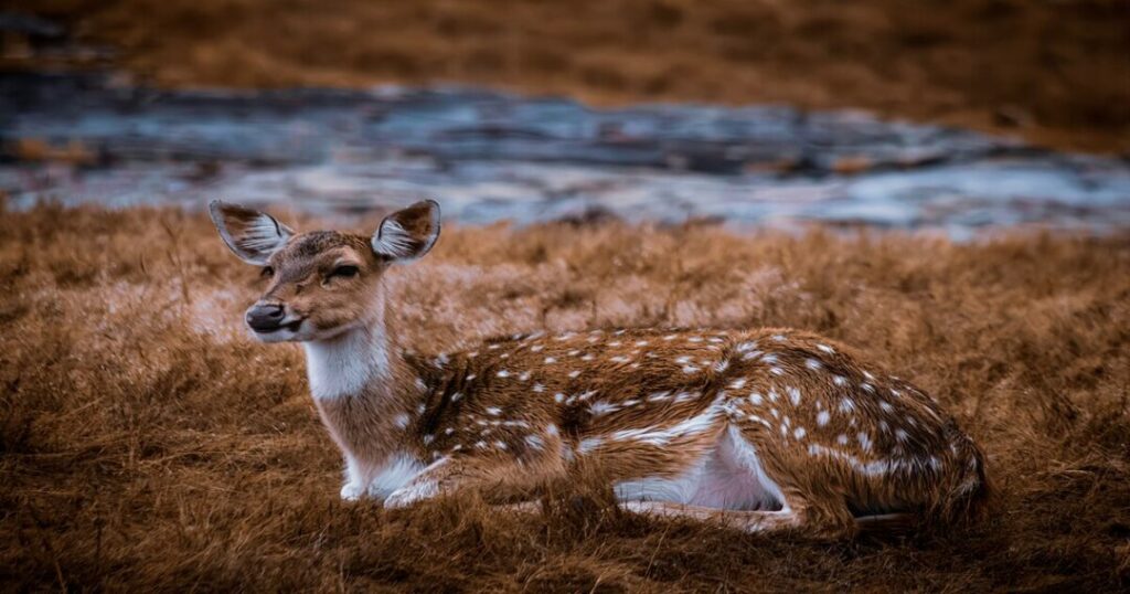 Kalesar National Park
