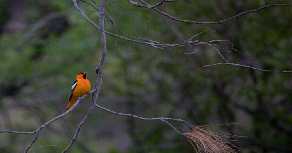 Keoladeo National Park, Rajasthan