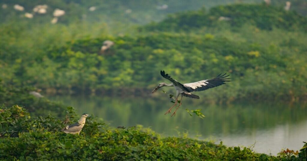 Kumarakom Bird Sanctuary
