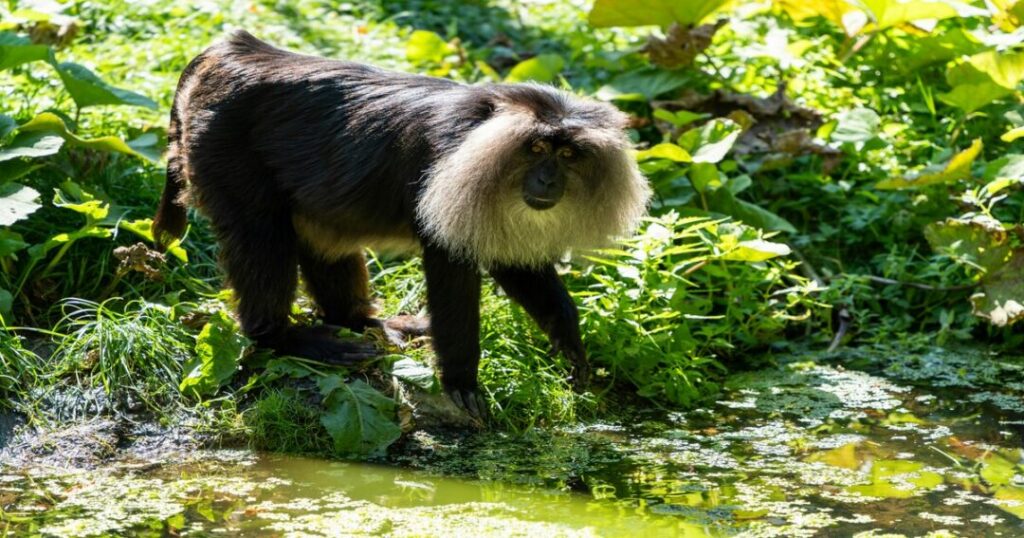Lion-Tailed Macaque