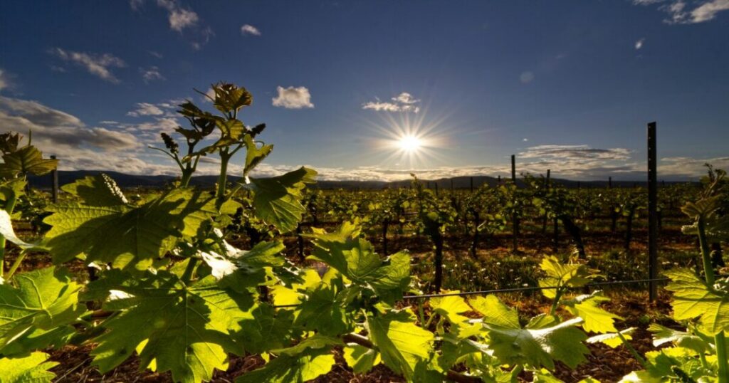 Nashik: Spice, Vineyards, and Traditional Flavors