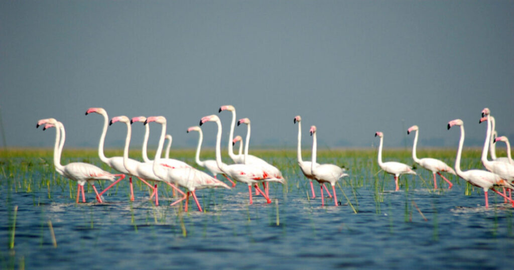 Nal Sarovar Bird Sanctuary, Gujarat