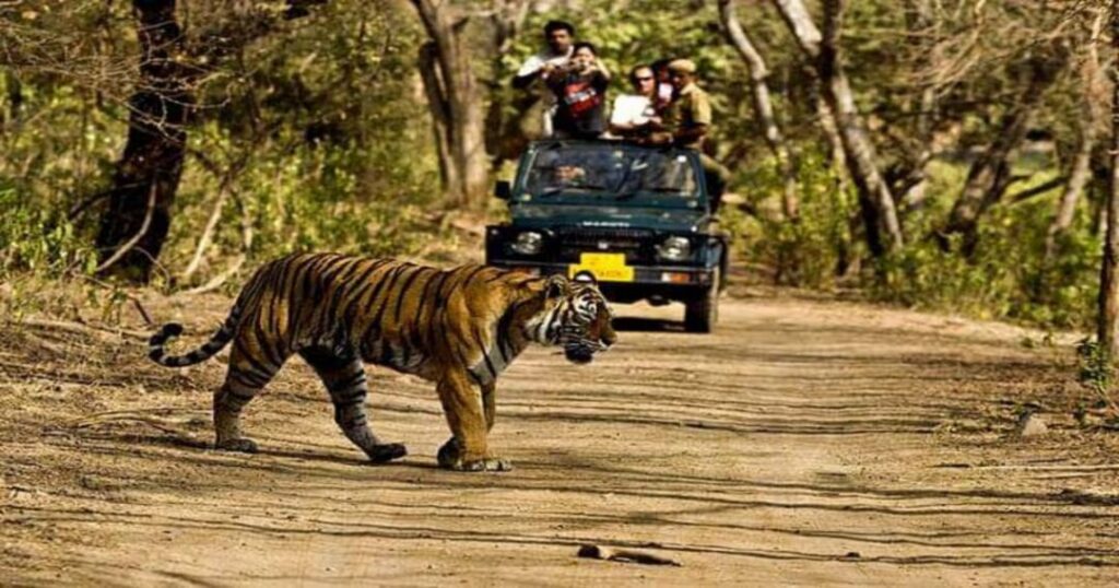 Wildlife at Namdapha National Park