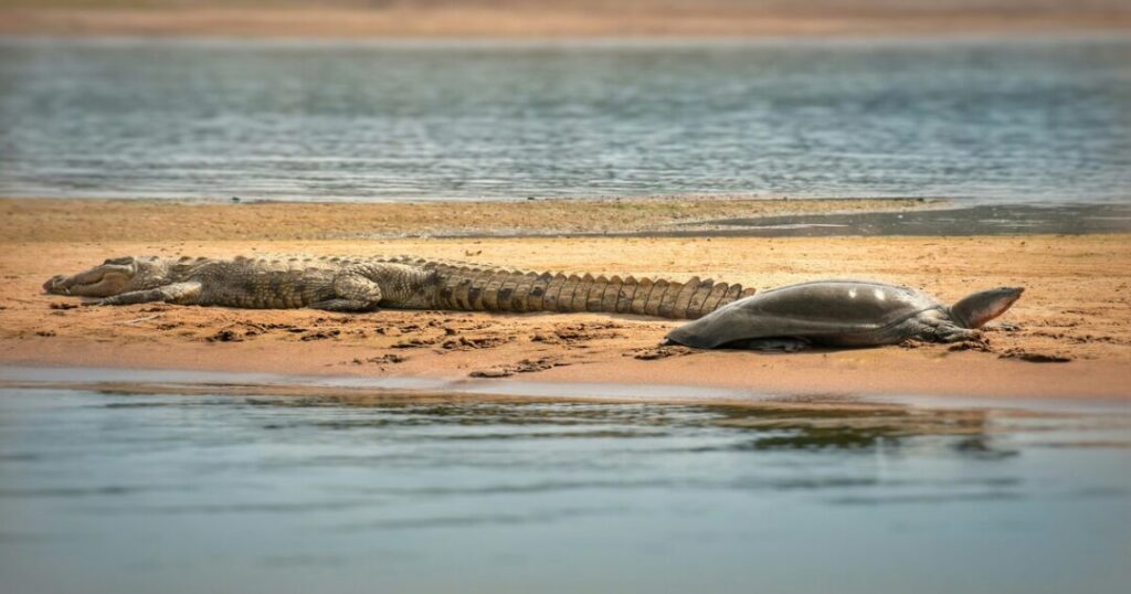 National Chambal Sanctuary