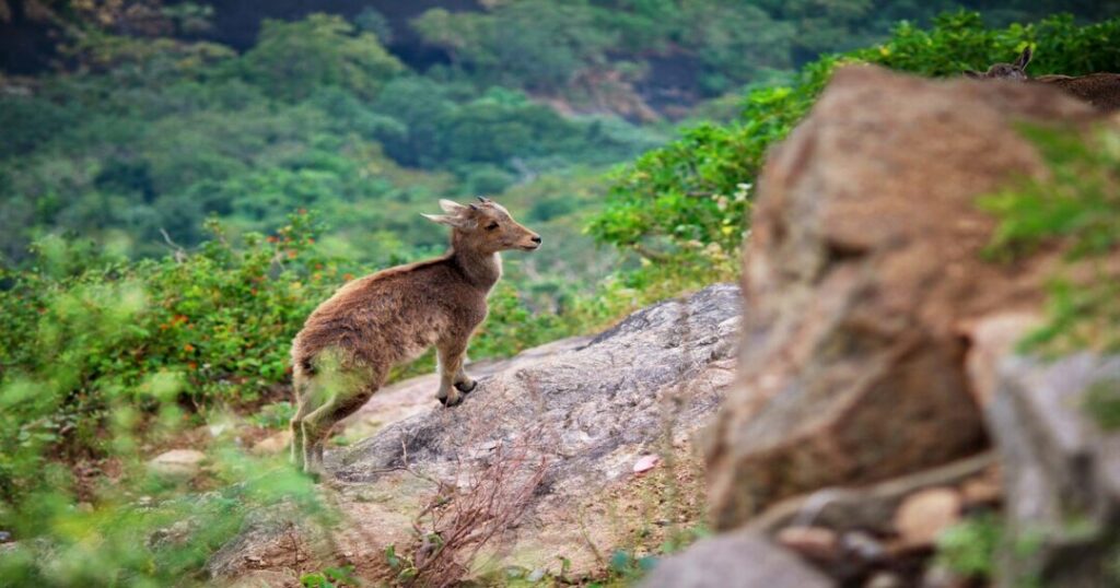 Nilgiri Tahr
