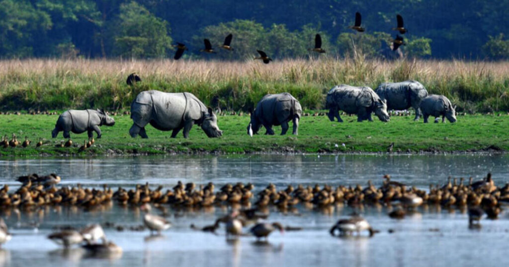 Pobitora Wildlife Sanctuary near Guwahati — densest population of Indian one-horned rhinos