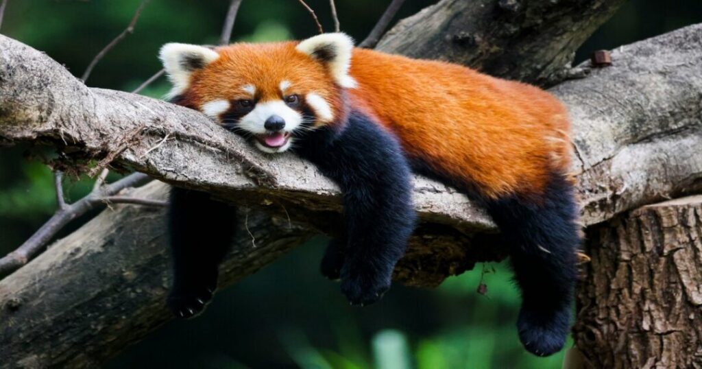 Red Panda