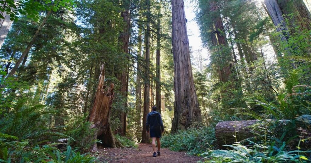 Redwood National and State Parks, California