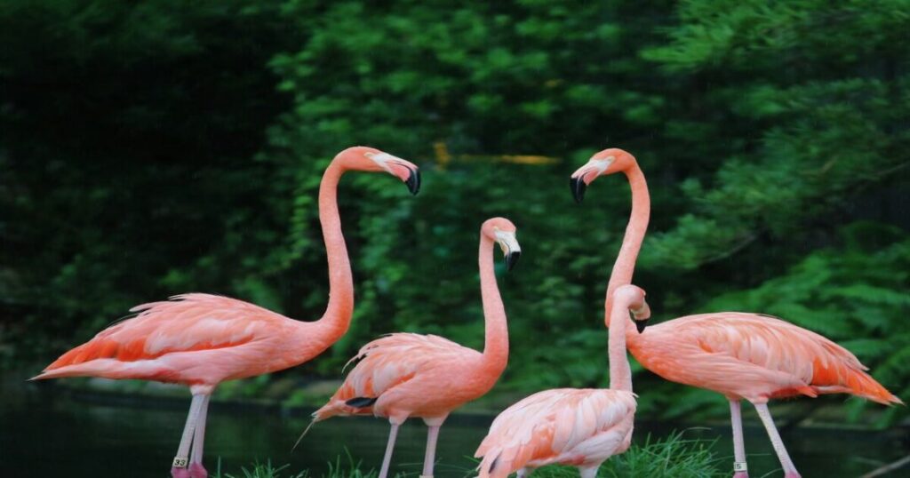 Sewri Fort and the Flamingo Mudflats