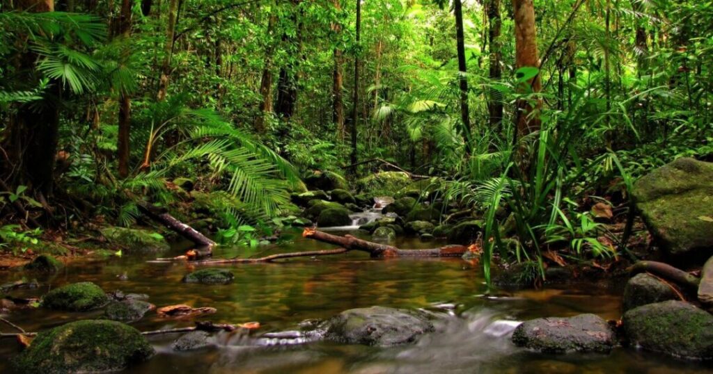 Sinharaja Forest Reserve, Sri Lanka