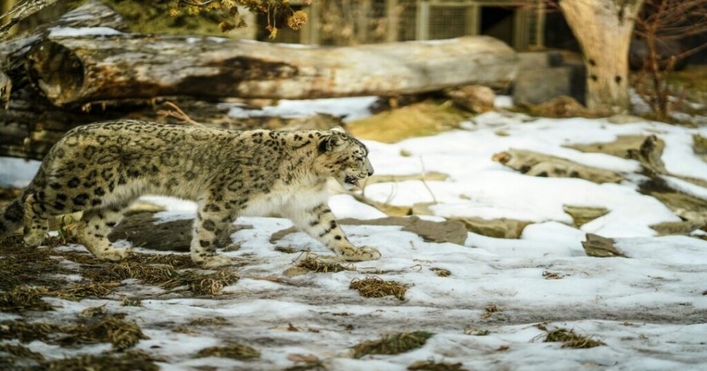 Snow Leopard
