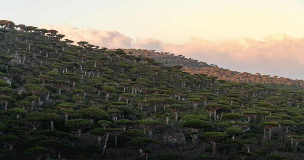 Socotra, Yemen