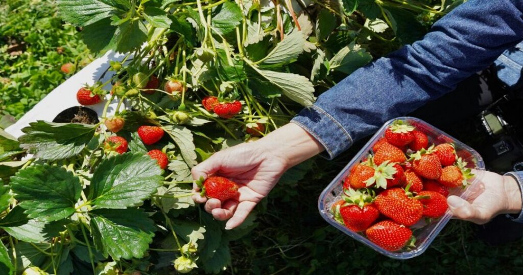 Strawberry Farms