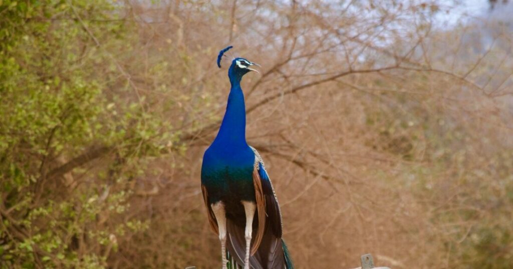 Sultanpur National Park