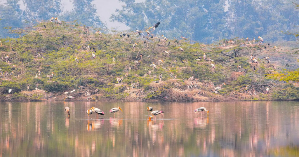Sultanpur National Park, Haryana