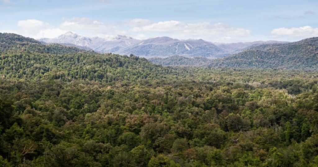 Valdivian Temperate Rainforest, Chile & Argentina