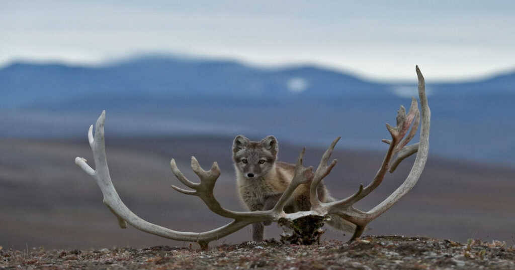 Wrangel Island, Russia