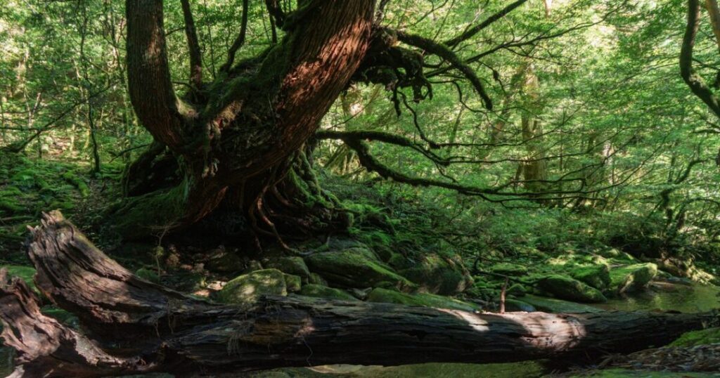 Yakushima Forest, Japan