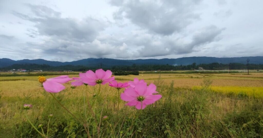 Scenic Beauty of Ziro Valley