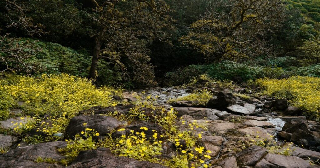 Bhimashankar Trekking Routes Ganesh Ghat vs Shidi Ghat