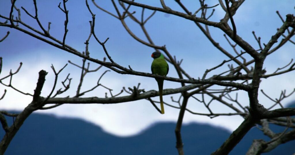  Binsar Wildlife Sanctuary