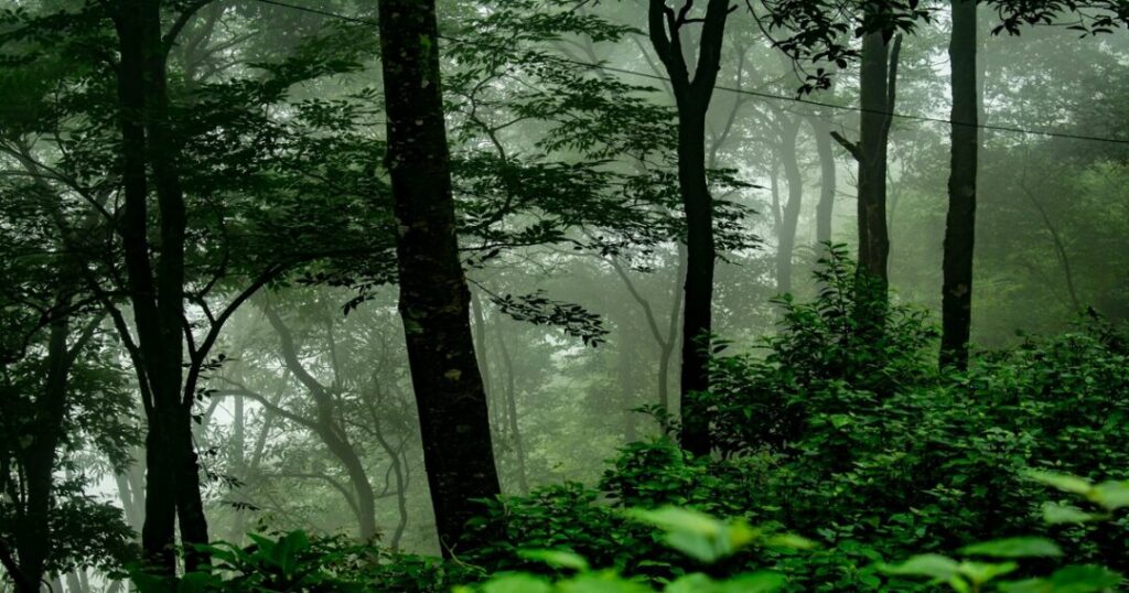 Ananthagiri Hills Trekking 