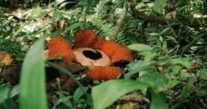 10 Oldest Forests in the World