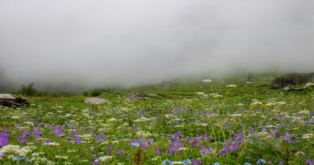 What Is the Cost of the Valley of Flowers Trek?