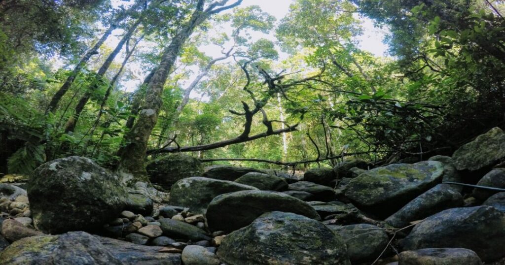 Best Time For Agasthyakoodam Trek