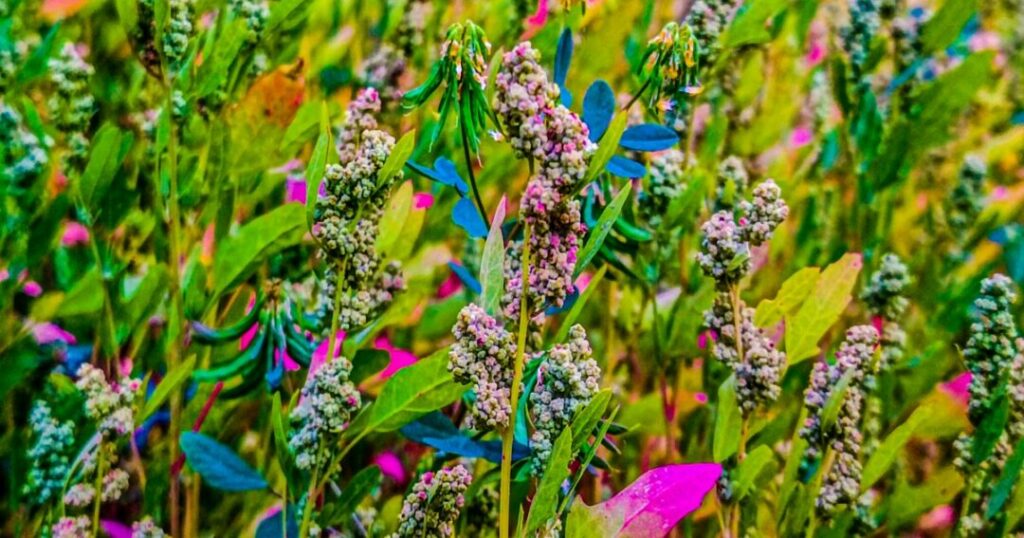 What Is the Opening Date of the Valley of Flowers Trek?