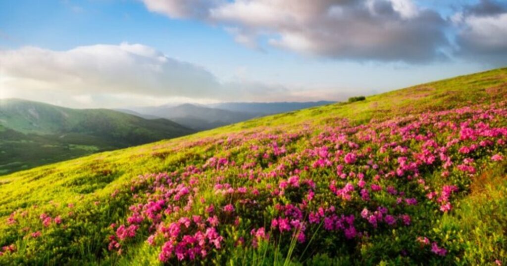 What Is the Weather Like During the Valley of Flowers Trek?