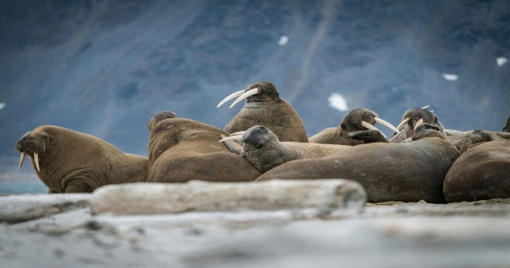 Best Time to Visit Longyearbyen