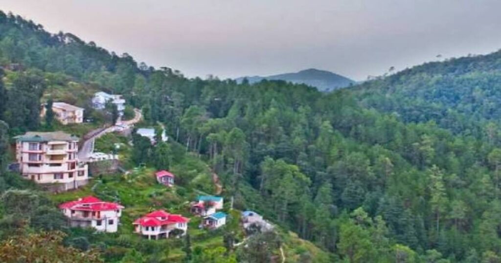 Nature Walks Through Pine and Deodar Forests